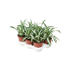 Dracaena fragrans 'Green White' 8/tray