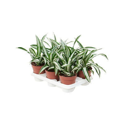 Растение горшечное Драцена/Dracaena fragrans 'Green White' 8/tray