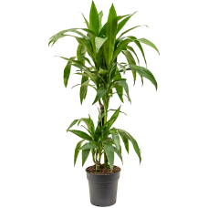 Dracaena fragrans 'Janet Craig'