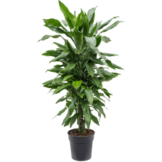 Dracaena fragrans 'Janet Lind'