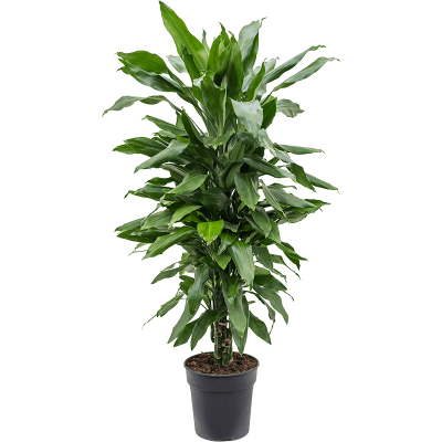 Растение горшечное Драцена/Dracaena fragrans 'Janet Lind'