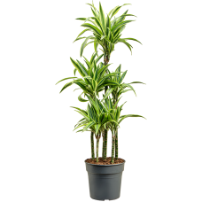 Dracaena fragrans 'Lemon Lime'