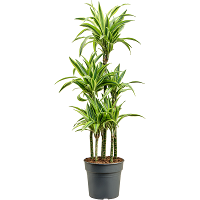 Растение горшечное Драцена/Dracaena fragrans 'Lemon Lime'