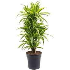 Dracaena fragrans 'Lemon Lime'