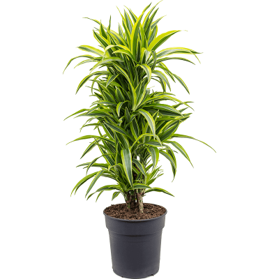 Растение горшечное Драцена/Dracaena fragrans 'Lemon Lime'