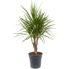 Dracaena marginata