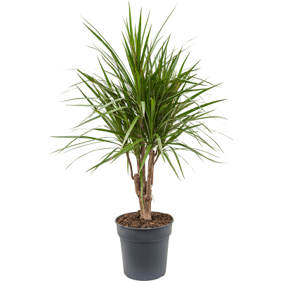 Растение горшечное Драцена/Dracaena marginata