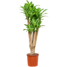 Dracaena massangeana