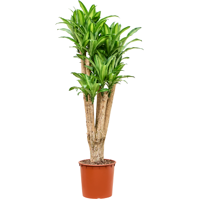 Растение горшечное Драцена/Dracaena massangeana