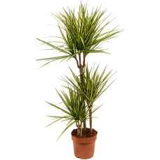 Dracaena marginata 'Sunray'