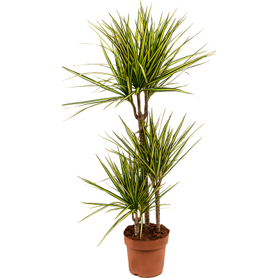 Растение горшечное Драцена/Dracaena marginata 'Sunray'