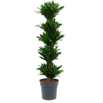 Растение горшечное Драцена/Dracaena fragrans 'Compacta'