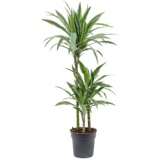 Dracaena deremensis 'Warneckei'