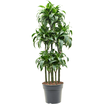 Растение горшечное Драцена/Dracaena fragrans 'Dorado'