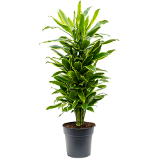 Dracaena fragrans 'Golden Coast'