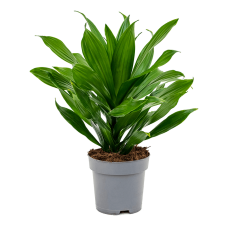 Dracaena fragrans 'Green Jewel'