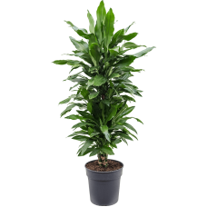 Dracaena fragrans 'Janet Lind'