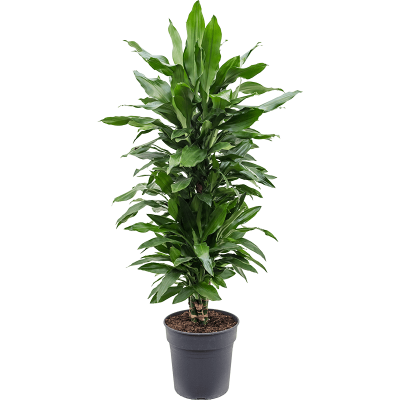 Растение горшечное Драцена/Dracaena fragrans 'Janet Lind'