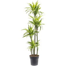 Dracaena fragrans 'Lemon Lime'