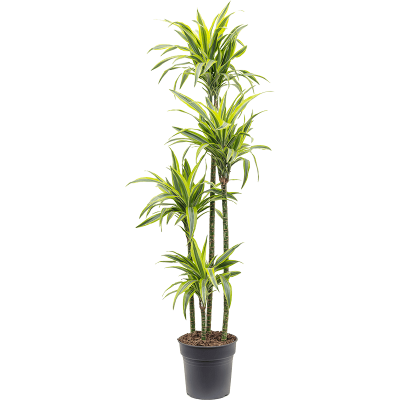 Растение горшечное Драцена/Dracaena fragrans 'Lemon Lime'