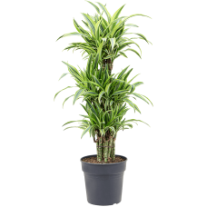 Dracaena fragrans 'Lemon Lime'