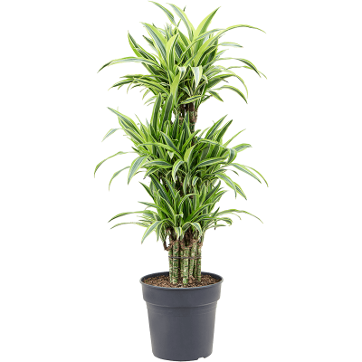 Растение горшечное Драцена/Dracaena fragrans 'Lemon Lime'