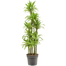 Dracaena fragrans 'Lemon Lime'