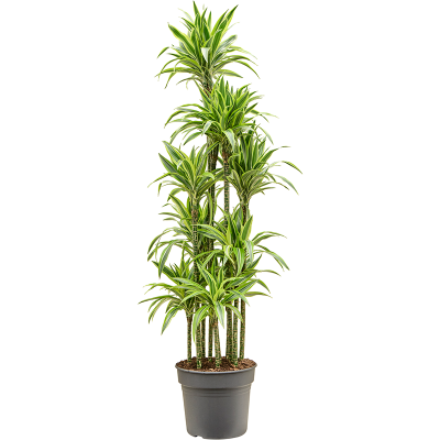 Растение горшечное Драцена/Dracaena fragrans 'Lemon Lime'