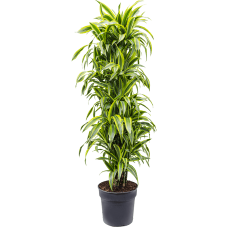 Dracaena fragrans 'Lemon Lime'