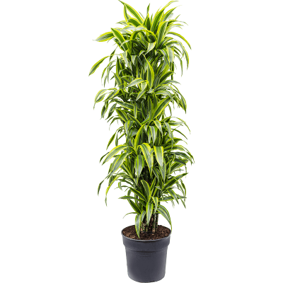 Растение горшечное Драцена/Dracaena fragrans 'Lemon Lime'