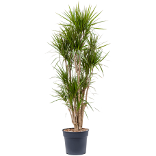 Dracaena marginata