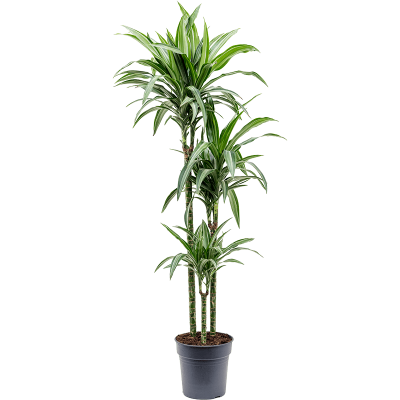 Растение горшечное Драцена/Dracaena fragrans 'Ulises'