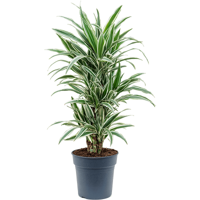 Растение горшечное Драцена/Dracaena deremensis 'White Stripe'