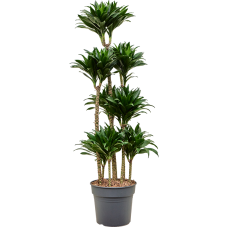 Dracaena fragrans 'Compacta'