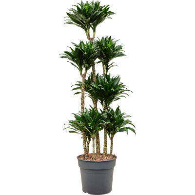 Растение горшечное Драцена/Dracaena fragrans 'Compacta'