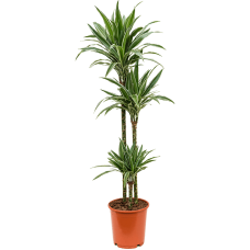 Dracaena deremensis 'Warneckei'