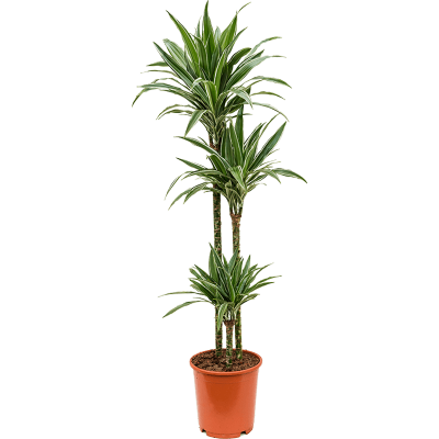 Растение горшечное Драцена/Dracaena deremensis 'Warneckei'