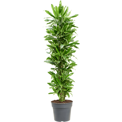 Растение горшечное Драцена/Dracaena fragrans 'Golden Coast'