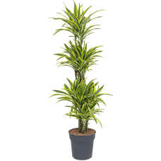 Dracaena fragrans 'Lemon Lime'