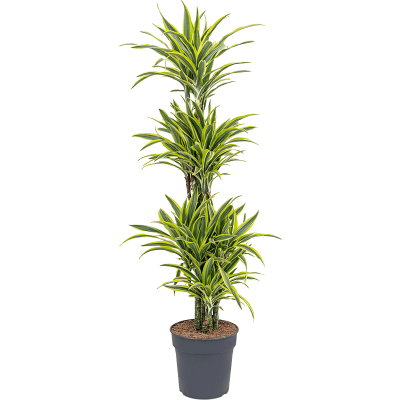 Растение горшечное Драцена/Dracaena fragrans 'Lemon Lime'