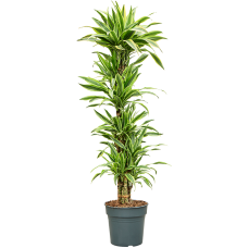 Dracaena fragrans 'Lemon Lime'