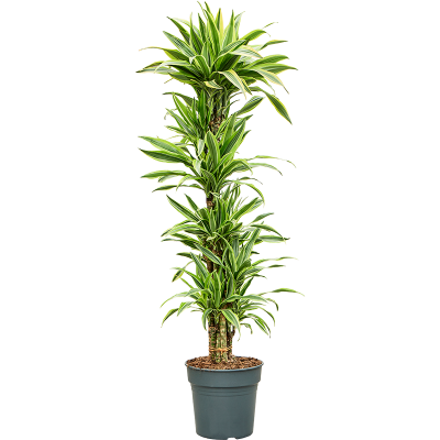 Растение горшечное Драцена/Dracaena fragrans 'Lemon Lime'