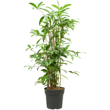 Dracaena surculosa (90-120)