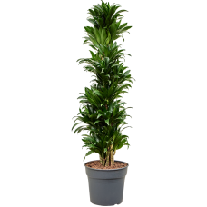 Dracaena fragrans 'Compacta'