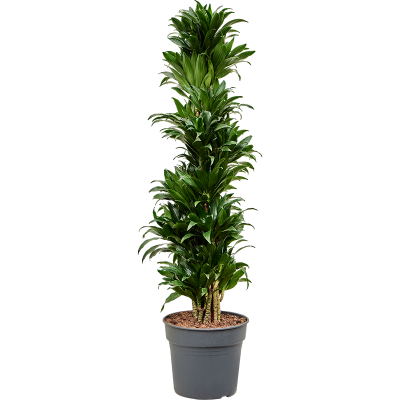 Растение горшечное Драцена/Dracaena fragrans 'Compacta'