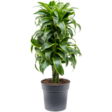 Dracaena fragrans 'Dorado'