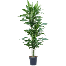 Dracaena fragrans 'Burundii'