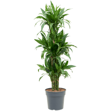 Dracaena fragrans 'Janet Craig'