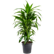 Dracaena fragrans 'Janet Craig'