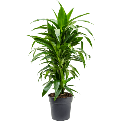 Растение горшечное Драцена/Dracaena fragrans 'Janet Craig'